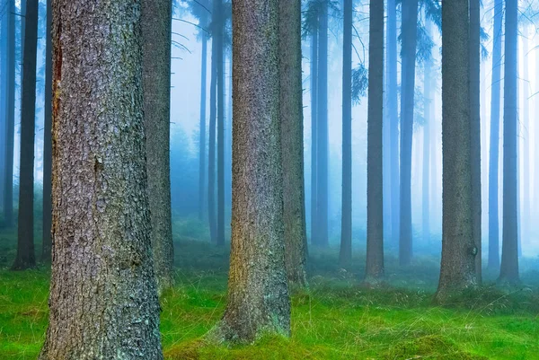 Vue Panoramique Flore Forêt Sauvage — Photo