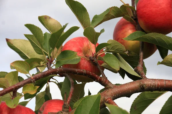 Μήλα Τοπάζ Στο Δέντρο — Φωτογραφία Αρχείου