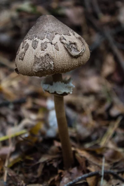 Ung Parasoll Svamp Blandskog — Stockfoto