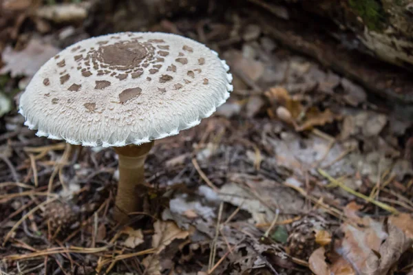 Setas Parasol Otoño Bosque Mixto — Foto de Stock