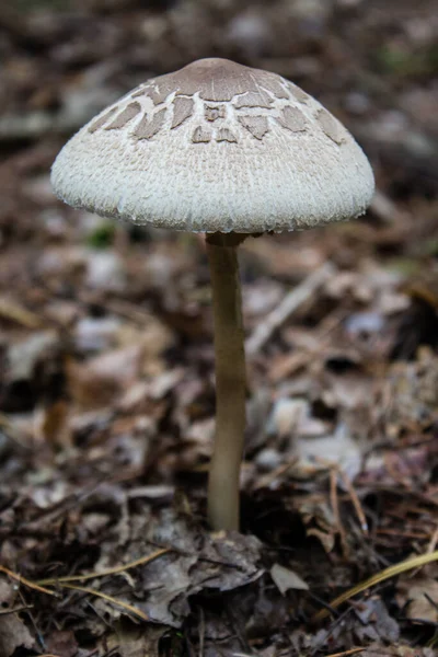 Setas Parasol Otoño Bosque Mixto — Foto de Stock