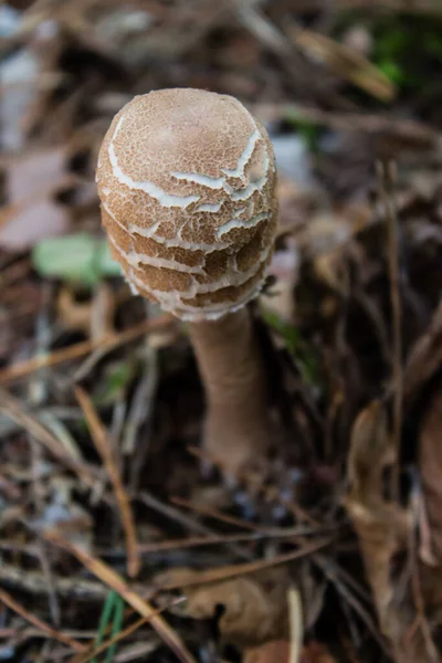 Jonge Parasol Paddestoel Herfst Een Gemengd Bos — Stockfoto