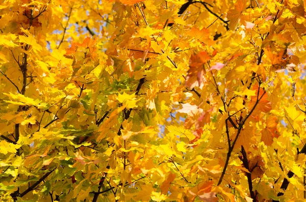 Schöne Bunte Herbstblätter — Stockfoto