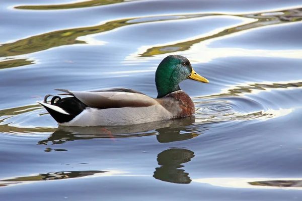 Simmande Fågel Vildhetsbegreppet — Stockfoto