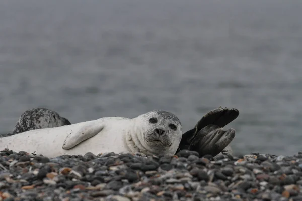 Phoques Sur Plage Galets — Photo