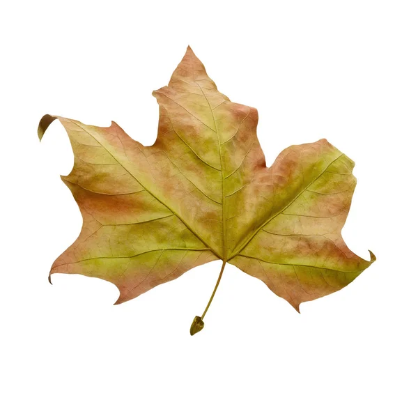Autumn Leaf Isolated White Background Clipping Path — Stock Photo, Image