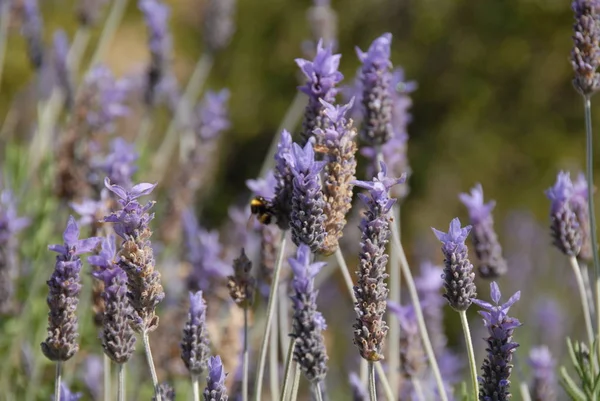 Flor Lavanda Espanha — Fotografia de Stock