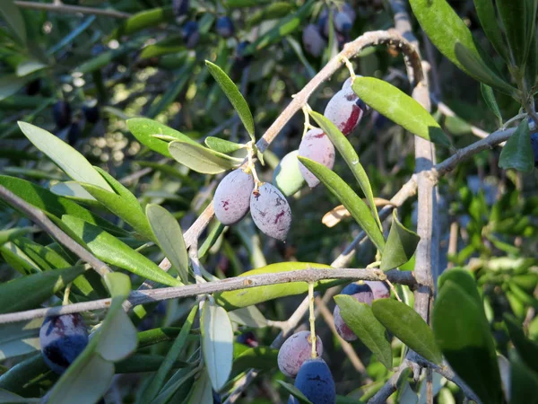 Olivo Olea Europaea — Foto Stock