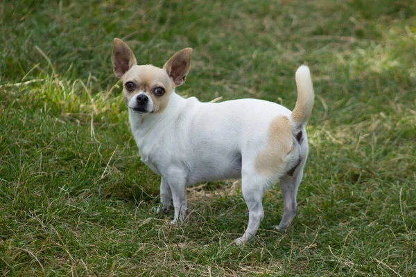 Little Chihuahua Pedigree Dog — Stock Photo, Image