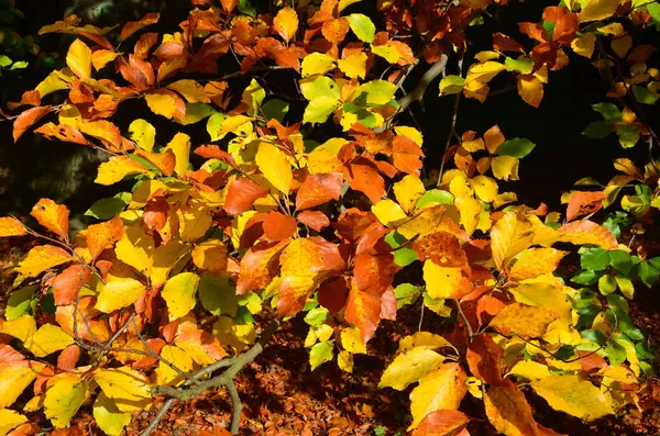 Atmosfera Autumnal Foco Seletivo — Fotografia de Stock