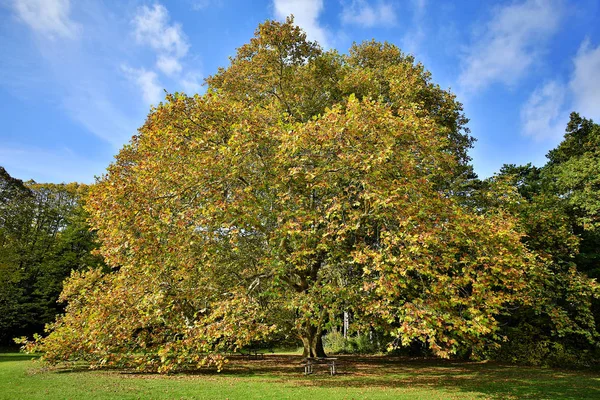 Árvore Bordo Outono Árvore Gloriosa Nas Cores Outono — Fotografia de Stock