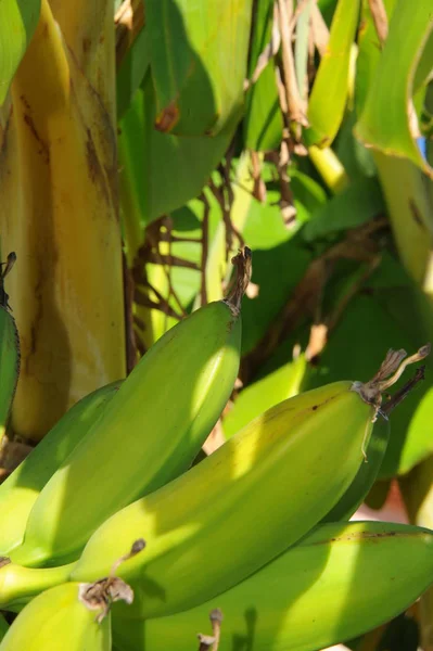 Bananeira Tropical Com Folhas Verdes — Fotografia de Stock