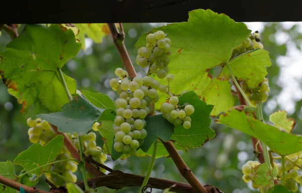 Uvas Maduras Para Produção Vinho — Fotografia de Stock