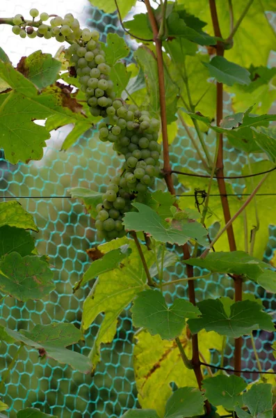 Dojrzałe Winogrona Produkcji Wina — Zdjęcie stockowe