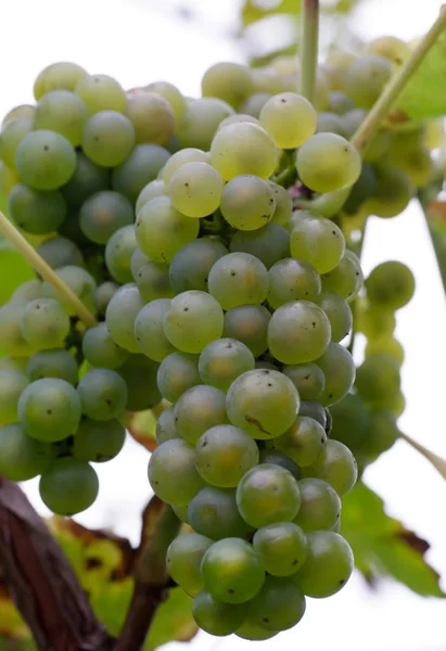 Uvas Maduras Para Vinificação — Fotografia de Stock