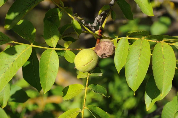 Walnut Tree Nature Flora — Stock Photo, Image