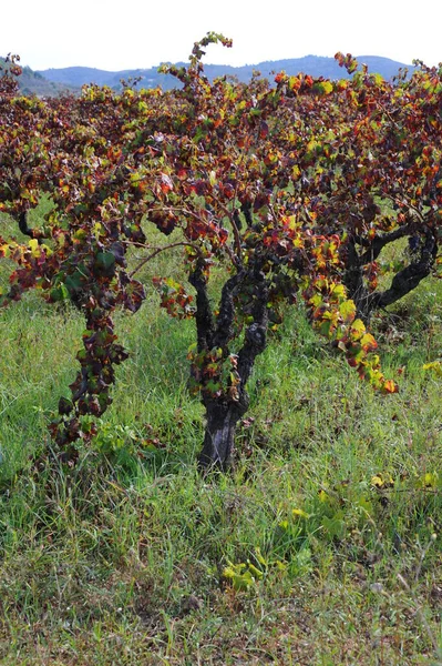 スペイン ブドウ畑 ワインの葉 — ストック写真