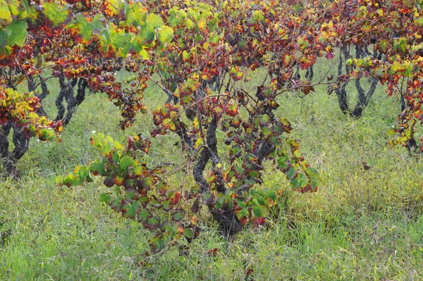 Spagna Viti Vite Vino — Foto Stock