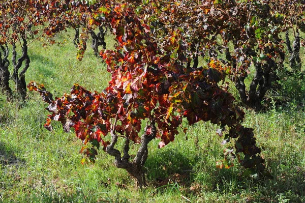 Spagna Vigna Foglia Vino — Foto Stock