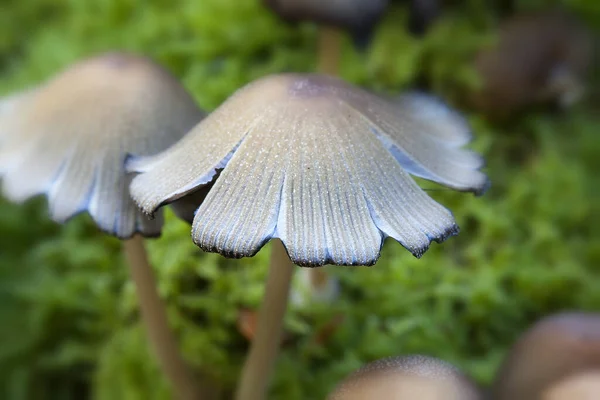 Barwienie Miki Coprinus Micaceus Mchu Makro Shot — Zdjęcie stockowe