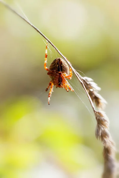 Pająk Ogrodowy Araneus Diadematus Ujęcia Makro — Zdjęcie stockowe