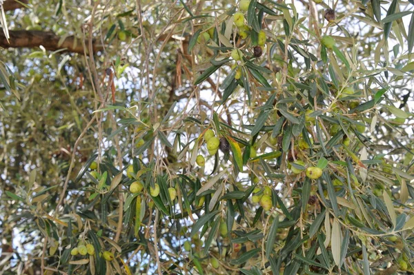 Spanien Olivenbaum Bei — Stockfoto