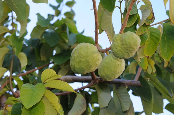 Spain Cherimoya Tree — Stock Photo, Image