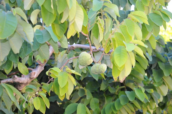 Spagna Cherimoya Sull Albero — Foto Stock