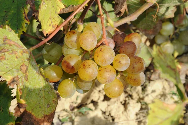 Spanien Weinberge Weintal — Stockfoto