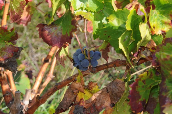 Viaje España Detalles Uvas Frescas — Foto de Stock