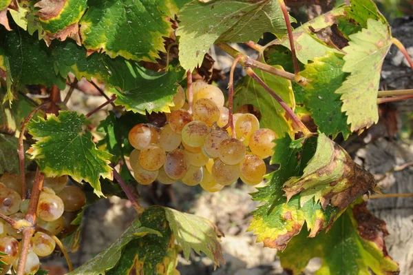 Hiszpania Podróży Świeże Winogrona Szczegóły — Zdjęcie stockowe