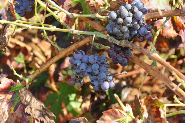 España Viñedos Otoño —  Fotos de Stock