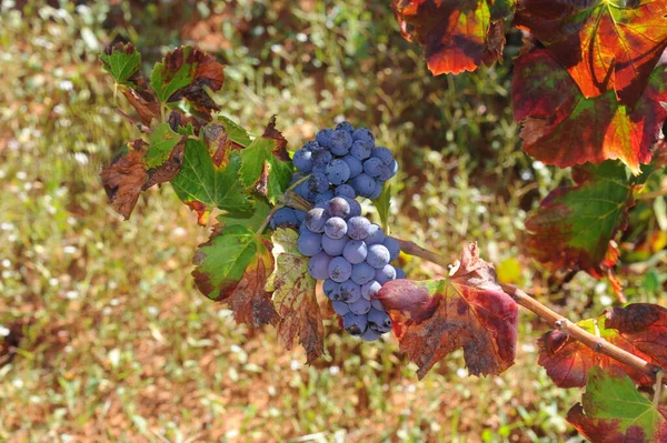 Испания Виноградные Лозы Осенью — стоковое фото