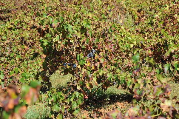 スペイン 秋のブドウ畑 — ストック写真