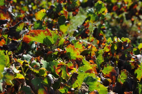 Hiszpania Winnice Jesienią — Zdjęcie stockowe