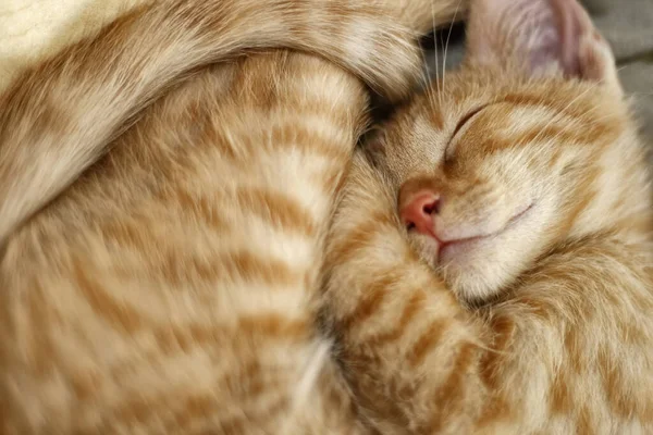 young cat sleeps,european shorthair