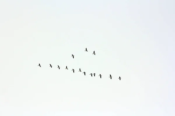 a flock of gray geese flies to the south