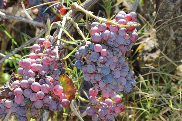 Spain Vineyards Autumn — Stock Photo, Image