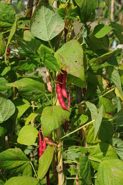 Espagne Haricots Sur Terrain — Photo