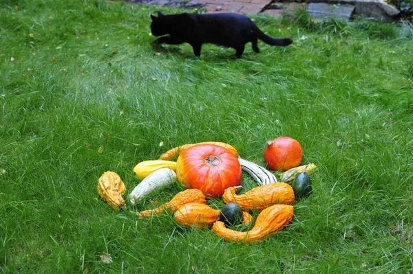 Pumpkins Cat Grass Thanksgiving — Stock Photo, Image