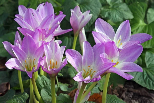 Kwiat Lilii Wodnej — Zdjęcie stockowe