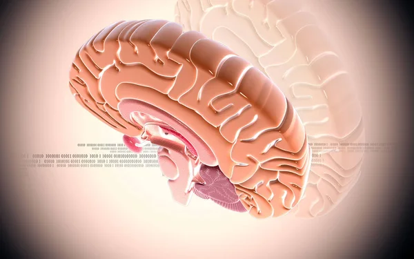 Digitale Darstellung Des Gehirns Farbigen Hintergrund — Stockfoto