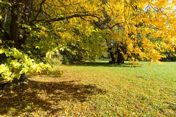 Floresta Outono Árvore Caduca Cores Diferentes Luz Dia — Fotografia de Stock
