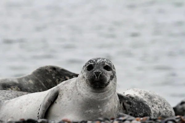 Zeehonden Het Kiezelstrand — Stockfoto