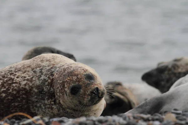 Zeehonden Het Kiezelstrand — Stockfoto