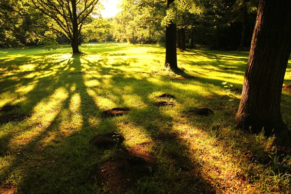 Puut Heittävät Suuria Varjoja Metsään — kuvapankkivalokuva