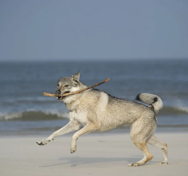 Varghund Stranden — Stockfoto