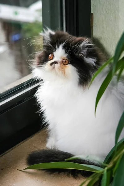 Beau Chat Assis Sur Fenêtre Chaton Mignon Assis Sur Fenêtre — Photo