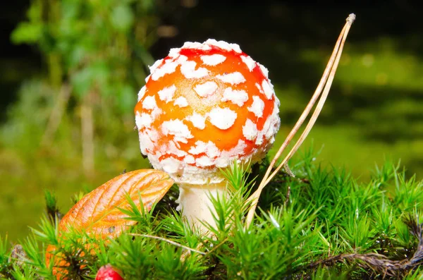 Close View Fly Agaric Forest — Stock Photo, Image