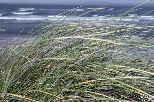 Tráva Pobřeží Kerry Ireland Jemně Foukající Větru — Stock fotografie